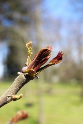 Cedrela sinensis - česnekovník čínský - jarní pučení